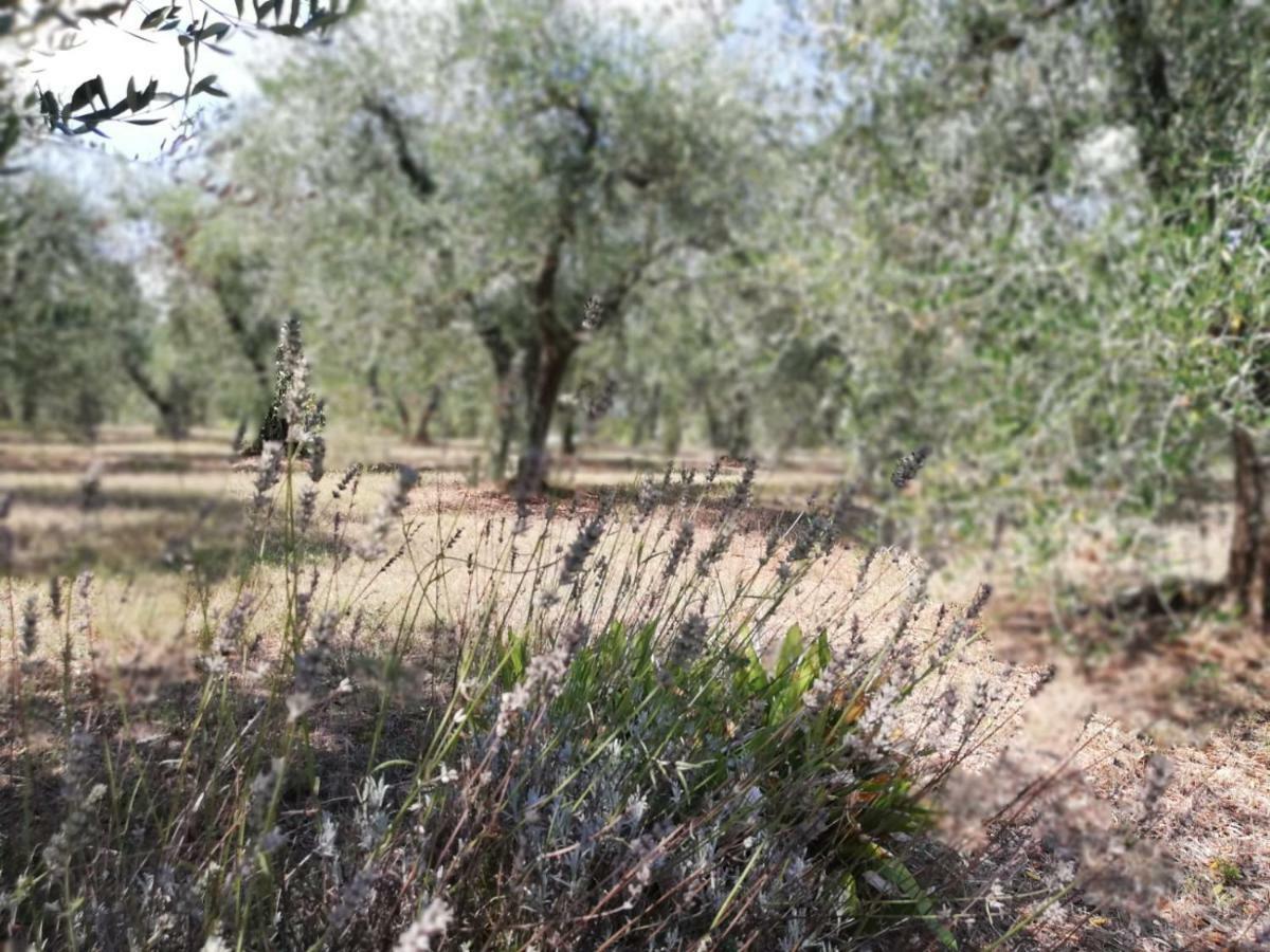 Апартаменти Nel Chianti Lungo La Francigena Колле-ді-Валь-д'Ельса Екстер'єр фото